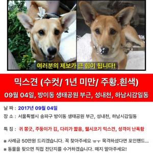 웰시코기믹스견 찾아요