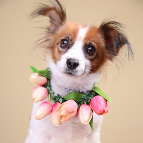 하늘이의 가족이되어주세요