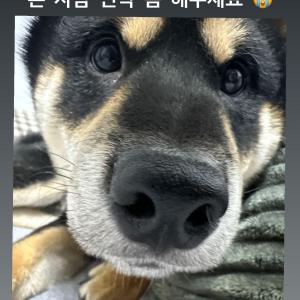 강아지 찾습니다ㅠㅠ