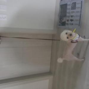 북구화명동 흰색 푸들