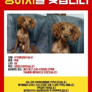 우리 마루를 찾아주세요, 울산 동구 갈색 푸들 1살, 중성화 유