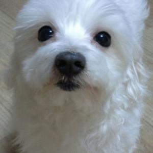 광명시 소하1동 영웅이를 찾아주세요