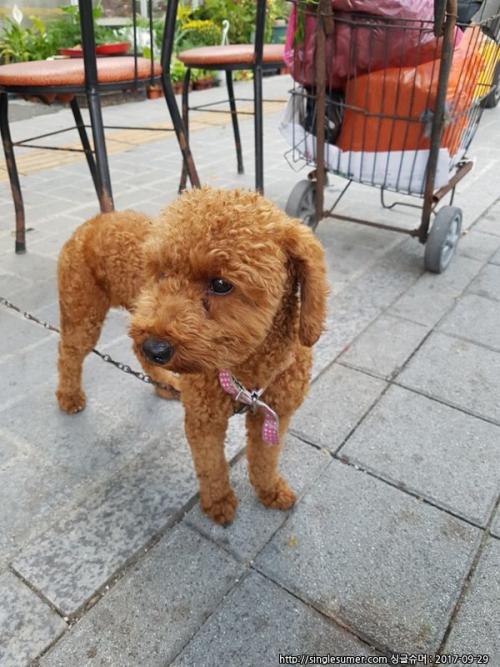갈색푸들 임보중