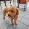 갈색푸들 임보중