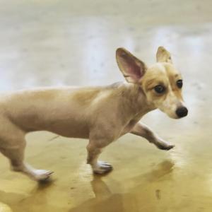 웰시코기 미용해서 털짧은 여자 강아지 찾습니다