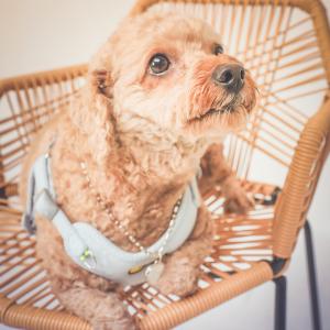 쿠키 안전하게 찾았습니다 감사합니다