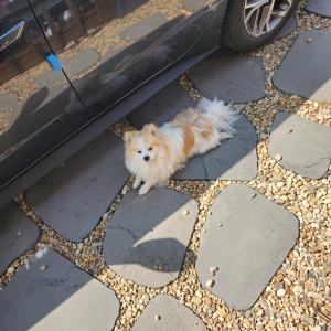 저희집  강아지를  찾습니다