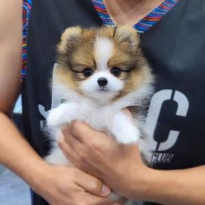 [20만원] 파티 포메라니안 분양합니다