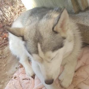 허스키 잃어버렸어요