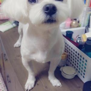 인천 연수동 말티즈 수컷 찾아요