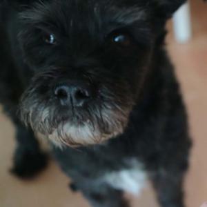 슈나우져 뭉치를 찾습니다