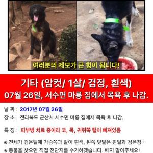 검은 라이카 찾습니다..