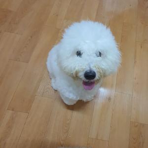 비숑프리제8개월