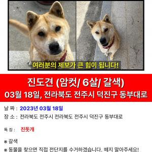 저희 강아지좀 찾아주세요 ㅠㅠ