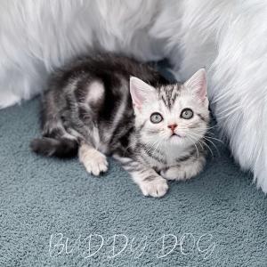 실버태비 아메리칸숏헤어 암컷 고양이 가족 찾아요 이동 가능합니다