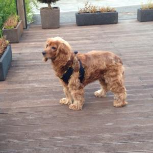 독립문 공원 에서 개를 잃어버렸습니다