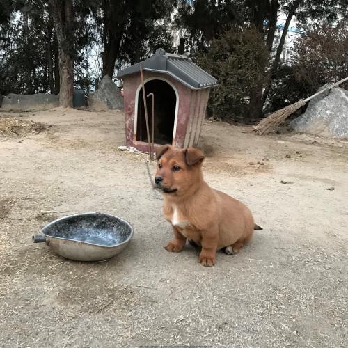 시골강아지들 입양해주세요ㅠㅠ