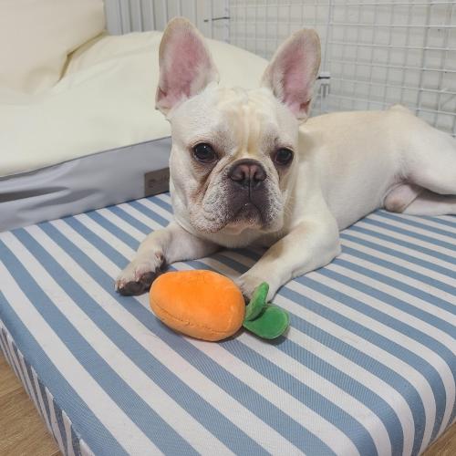 프렌치불독 막장이의 새 가족을 찾습니다.