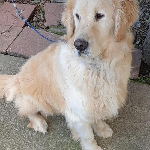 서회천에서 보호중입니다 리트리버 같아요