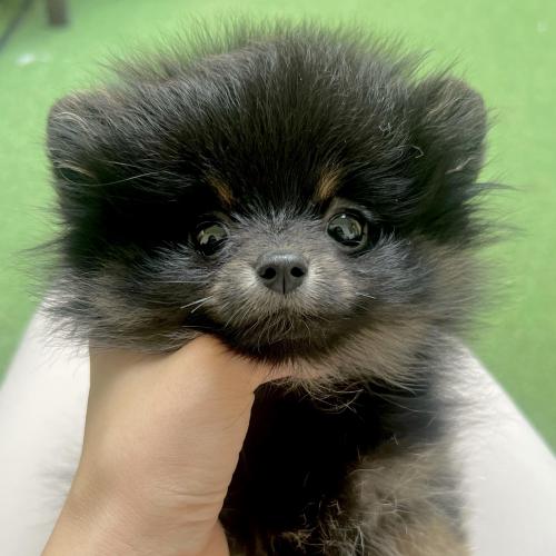 포메 아가의 좋은 보호자 분을 찾고 있습니다