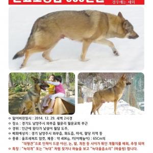 " 울프독(F1)" 찿읍니다(사례금500만원)