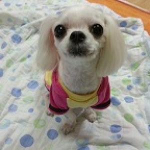 아지를찾습니다