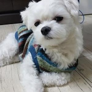 써니를 찾습니다. 말티즈 암컷