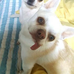 혀나온 강아지 찾아요