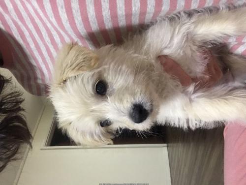 푸들믹스 3개월남아입니다.