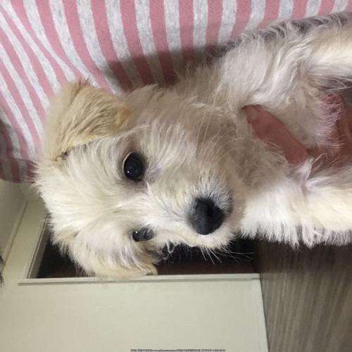 푸들믹스 3개월남아입니다.