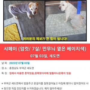 강아지를 찾습니다.