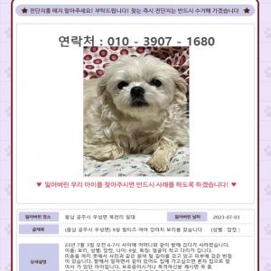 [공주 우성면]  9살 말티즈 암컷 보리를 애타게 찾습니다.. 제발 도와주세요..