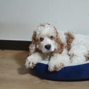 강아지 찾습니다 ㅠㅠ