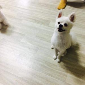 포메+스피츠 흰색 강아지