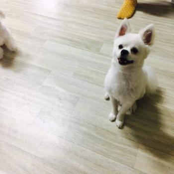 포메+스피츠 흰색 강아지