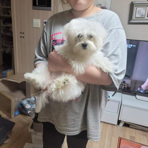 유기견 임시보호중