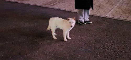 을왕리해수욕장 근처 흰색 강아지