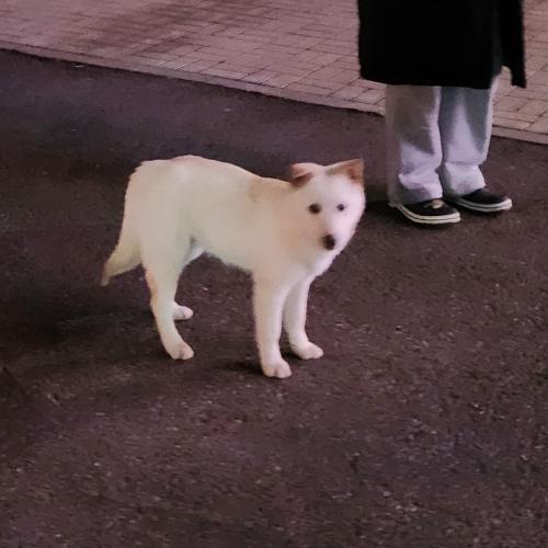 을왕리해수욕장 근처 흰색 강아지