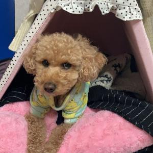 강아지를 찾습니다.