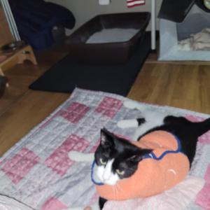 젖소무늬고양이 찾아요