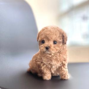 5만원 파양 된 토이푸들 입양처 구합니다