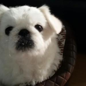 흰색 페키니즈찾습니다