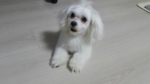 목포-흰색 말티즈 숫컷 보호중입니다