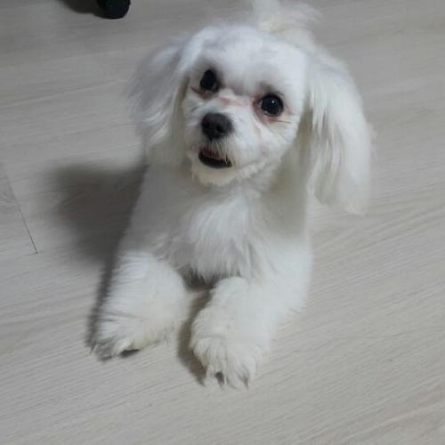 목포-흰색 말티즈 숫컷 보호중입니다