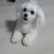 목포-흰색 말티즈 숫컷 보호중입니다