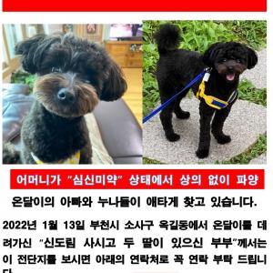온달이를 찾습니다. 검정 말티푸 푸들, 신도림 구로근처, 나이1년반