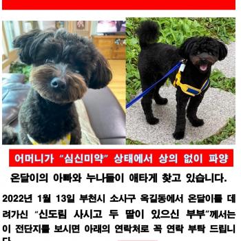 온달이를 찾습니다. 검정 말티푸 푸들, 신도림 구로근처, 나이1년반