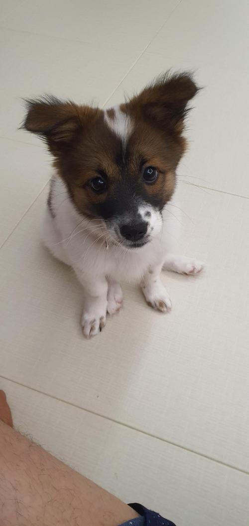 강아지 입양 하실분 찾고있습니다.