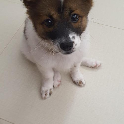 강아지 입양 하실분 찾고있습니다.