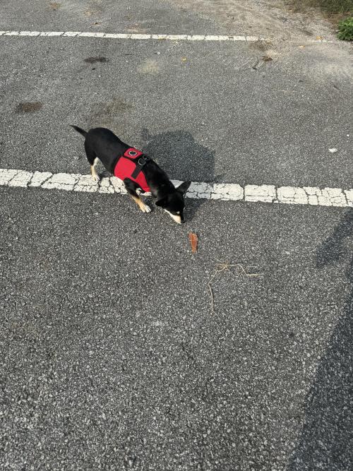 전라북도 정읍 강아지 발견